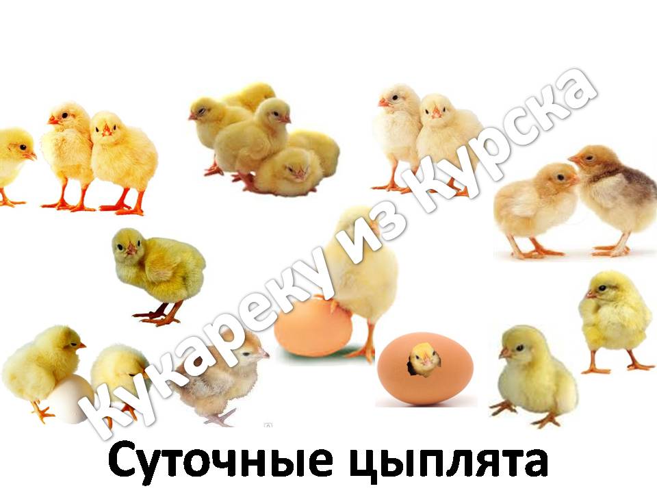 Суточные племенные цыплята на ферме Кукареку из Курска уже в продаже